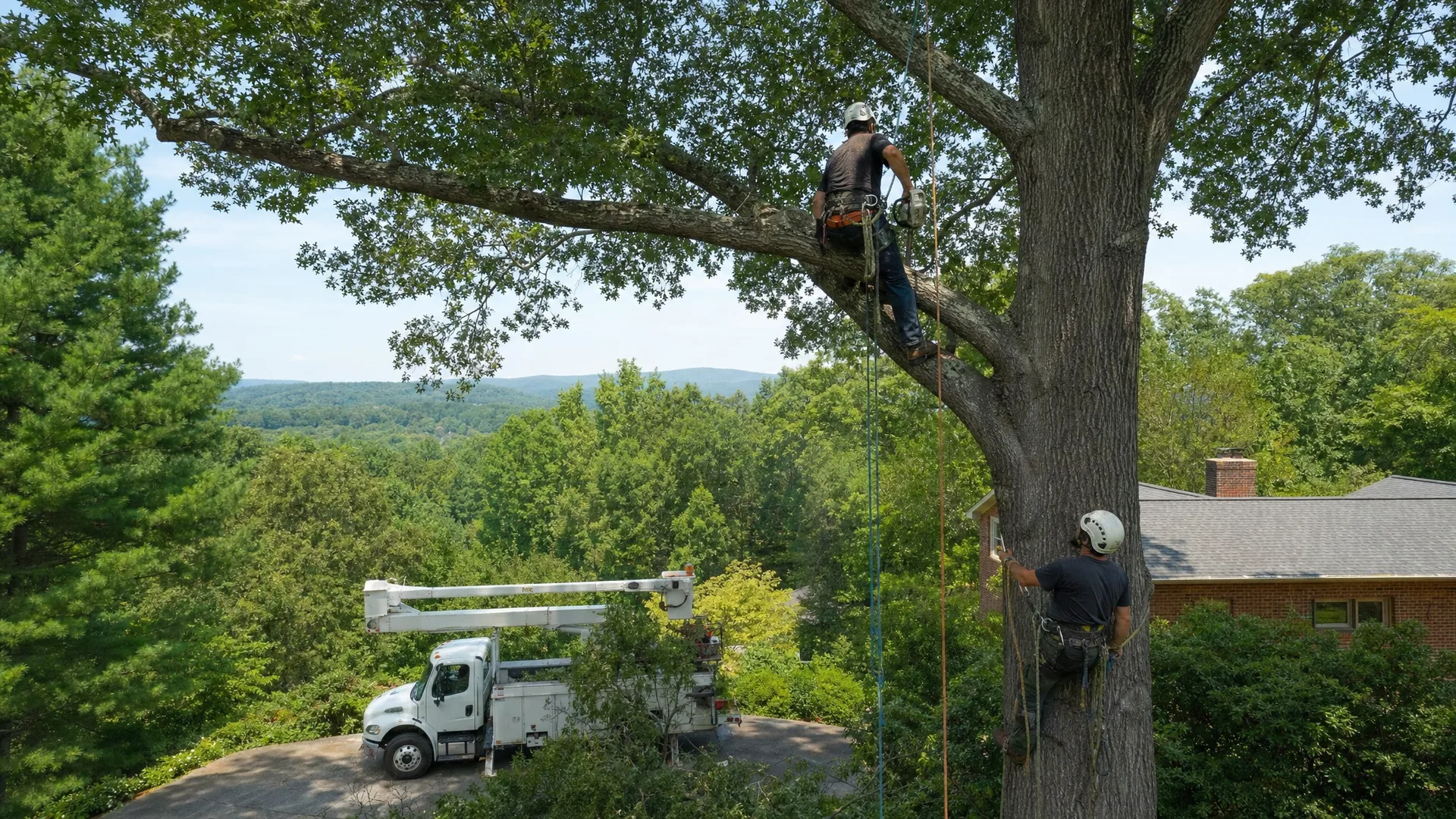 Arborists assessing a large oak tree for health issues