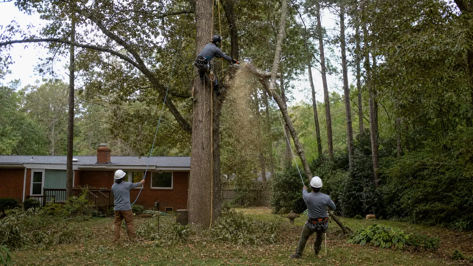 Arborist harness and rigging detail on a tree trunk