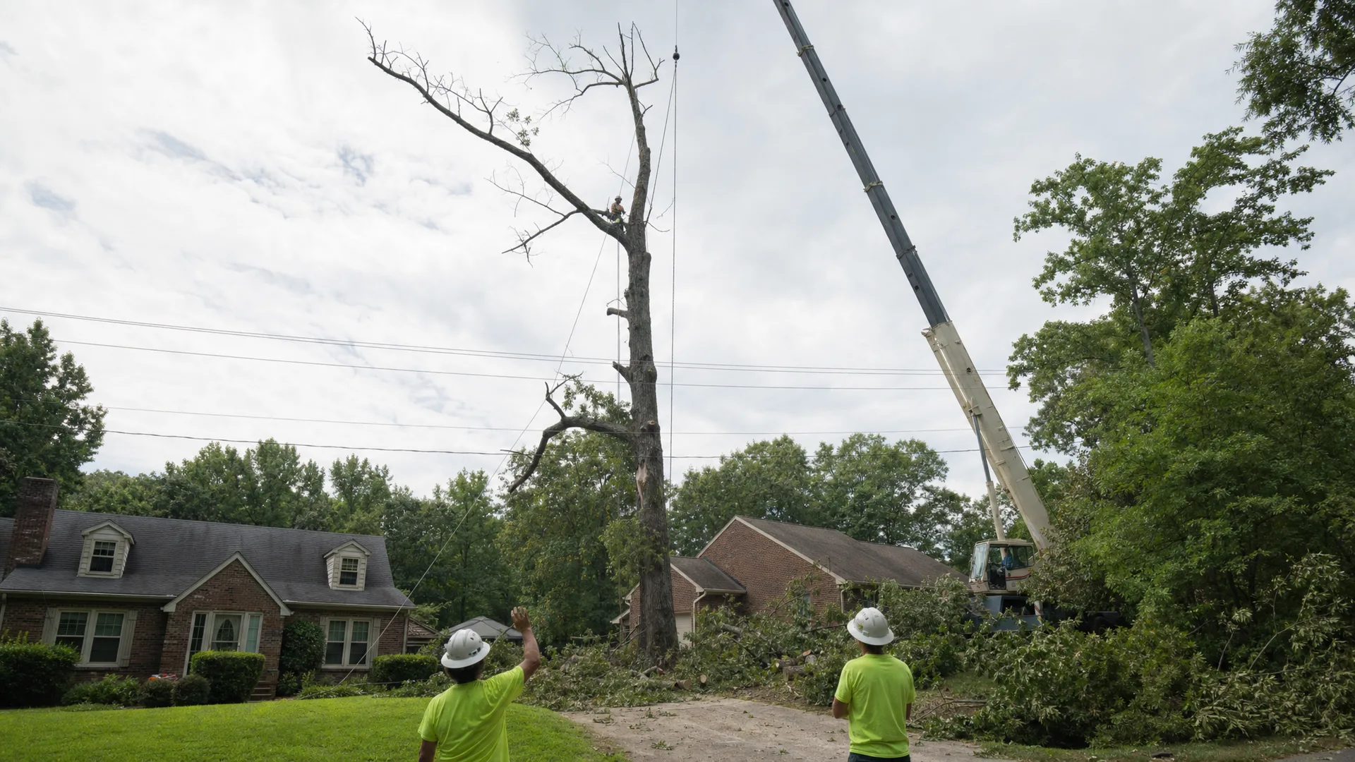 Crane-assisted tree removal of a large tree